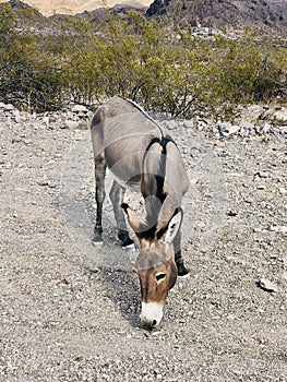 Wild Burro 2