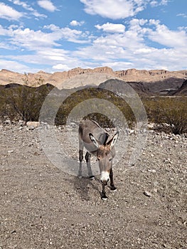 Wild Burro