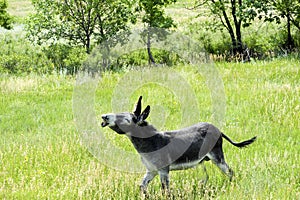 Wild Burro With a Funny Expression