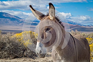 Wild burro in Owens Valley, California