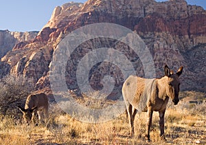 Wild Burros