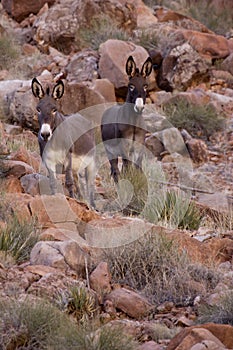 Wild Burros