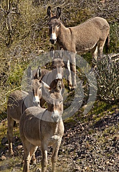 Wild Burros in Arizona photo