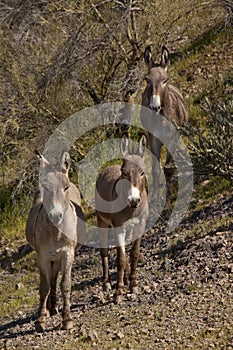 Wild Burros in Arizona photo