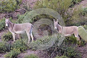 Wild Burros in the Arizona Desert