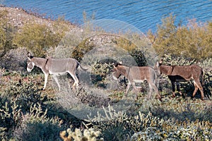 Wild Burros in the Arizona Desert in Spring
