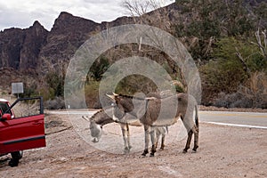 Wild Burros beg for treats from motorists