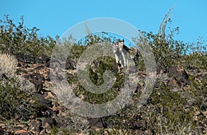 Wild Burros, the Black Mountains in Arizona