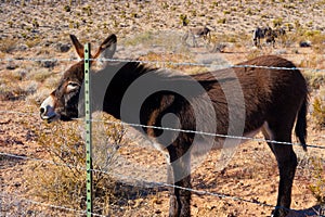 Wild Burros in Deser