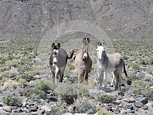Wild Burros, Donkey, Wildlife
