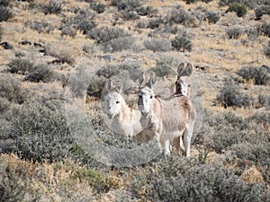 Wild Burros, Donkey, Wildlife