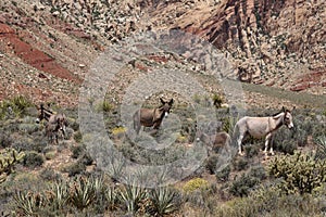 Wild burros with foals in the Nevada desert