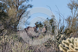 Wild Burros Hiding in the Arizona Desert