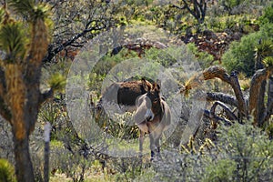 Wild Burros in Nevada Desert