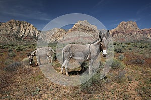 Wild burros in the Nevada desert