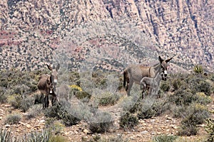 Wild burros in the Nevada desert