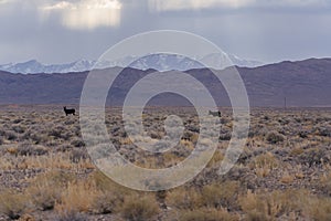 Wild burros in the nevada desert