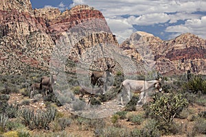 Wild burros in the Nevada desert photo