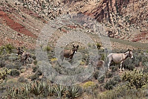 Wild burros with foals in the Nevada desert photo