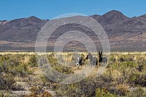 Wild Burros in northern Nevada