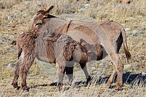 Wild burros nursing on mother