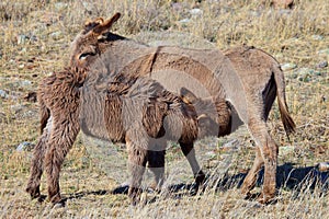 Wild burros nursing on mother photo