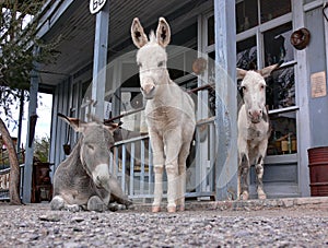 Wild Burros in Oatman Arizona, Route 66