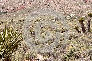 Wild Burros In Red Rock Conservation Area, Southern Nevada, USA