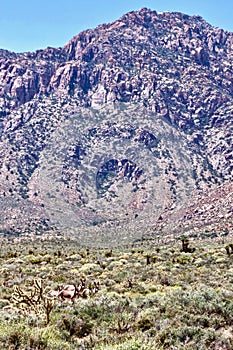 Wild Burros In Red Rock Conservation Area, Southern Nevada, USA