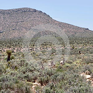 Wild Burros In Red Rock Conservation Area, Southern Nevada, USA