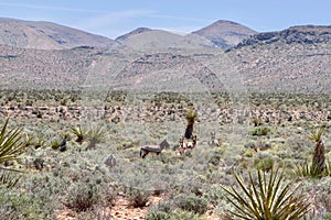 Wild Burros In Red Rock Conservation Area, Southern Nevada, USA