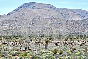 Wild Burros In Red Rock Conservation Area, Southern Nevada, USA