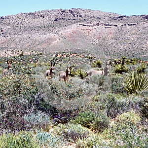 Wild Burros In Red Rock Conservation Area, Southern Nevada, USA