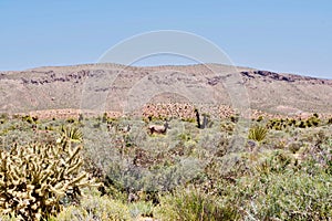 Wild Burros In Red Rock Conservation Area, Southern Nevada, USA