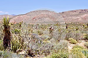 Wild Burros In Red Rock Conservation Area, Southern Nevada, USA