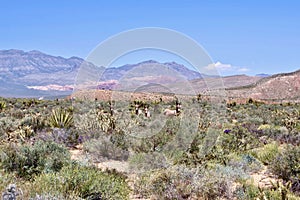 Wild Burros In Red Rock Conservation Area, Southern Nevada, USA