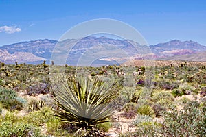 Wild Burros In Red Rock Conservation Area, Southern Nevada, USA