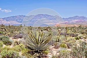 Wild Burros In Red Rock Conservation Area, Southern Nevada, USA