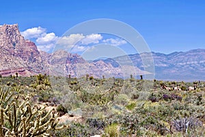 Wild Burros In Red Rock Conservation Area, Southern Nevada, USA