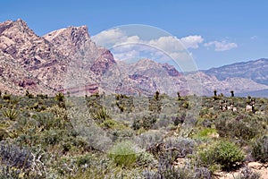 Wild Burros In Red Rock Conservation Area, Southern Nevada, USA