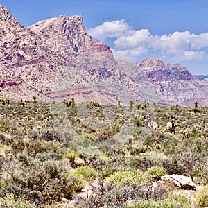 Wild Burros In Red Rock Conservation Area, Southern Nevada, USA