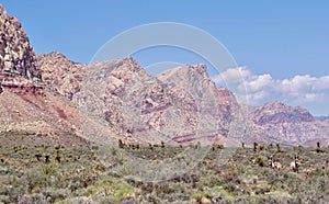 Wild Burros In Red Rock Conservation Area, Southern Nevada, USA