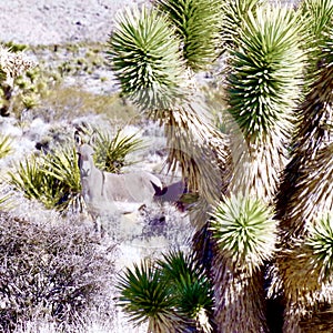 Wild Burros, Red Rock Conservation Area, Southern Nevada, USA
