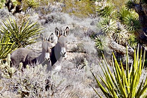 Wild Burros, Red Rock Conservation Area, Southern Nevada, USA