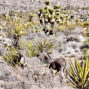 Wild Burros, Red Rock Conservation Area, Southern Nevada, USA