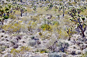 Wild Burros, Red Rock Conservation Area, Southern Nevada, USA