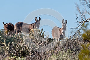 Wild Burros on Ridge in the Desert