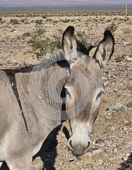 The wild burros of rural Nevada