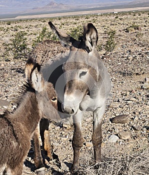 The wild burros of rural Nevada