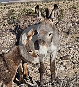 The wild burros of rural Nevada